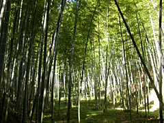 竹の子の画像１